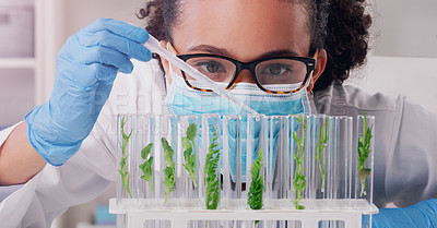 Buy stock photo Woman, scientist and test tubes with plant in lab for research or study to experiment for environment. Science, biotechnology and crop for agriculture, farming and nutrition diseases or challenges.