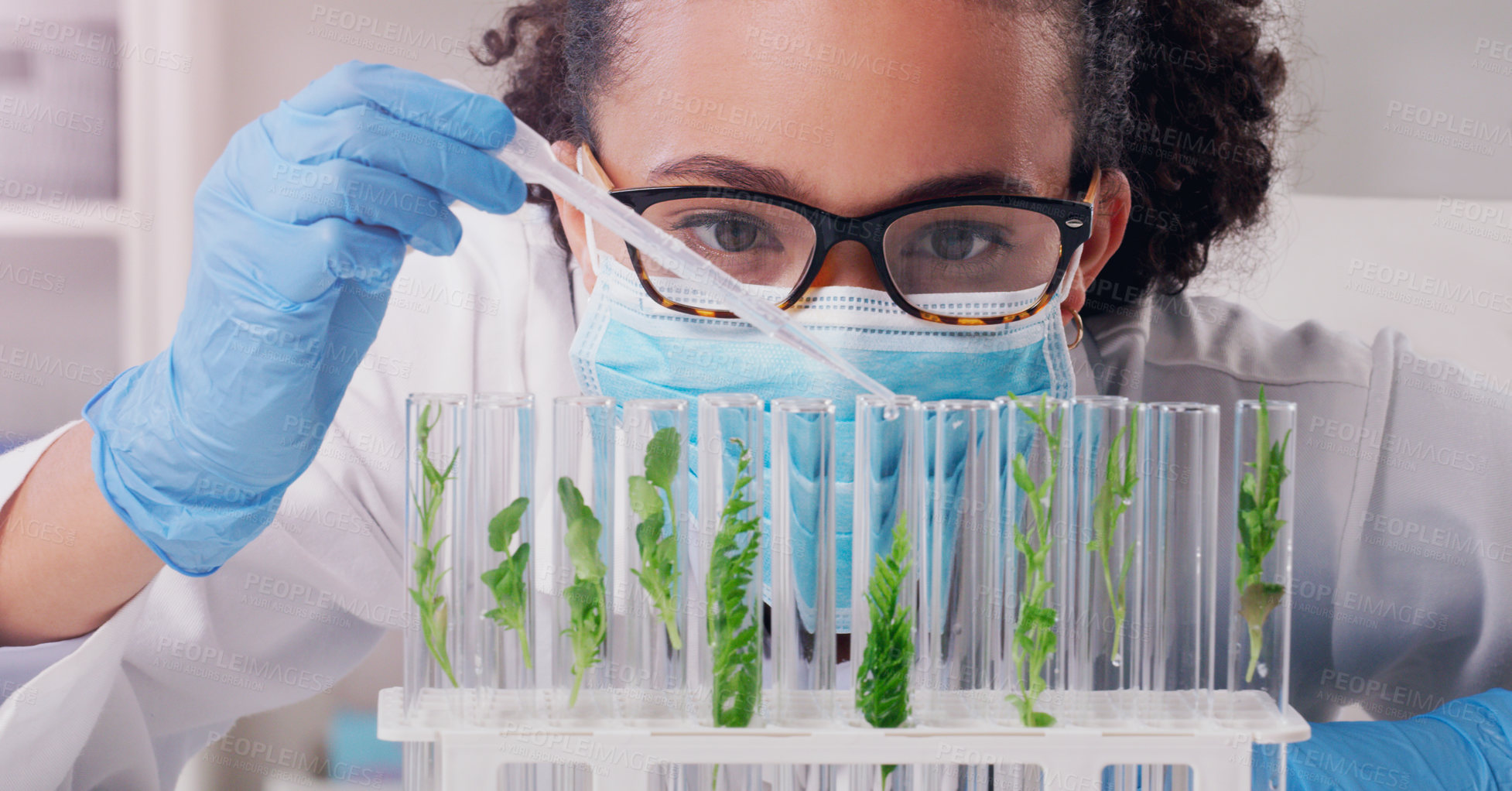 Buy stock photo Woman, scientist and test tubes with plant in lab for research or study to experiment for environment. Science, biotechnology and crop for agriculture, farming and nutrition diseases or challenges.