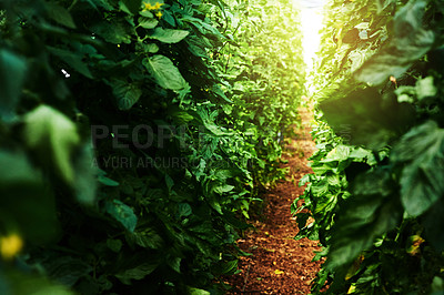 Buy stock photo Cropped shot of bushes and foliage outdoors in nature