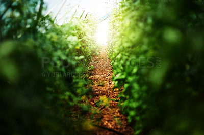 Buy stock photo Cropped shot of bushes and foliage outdoors in nature