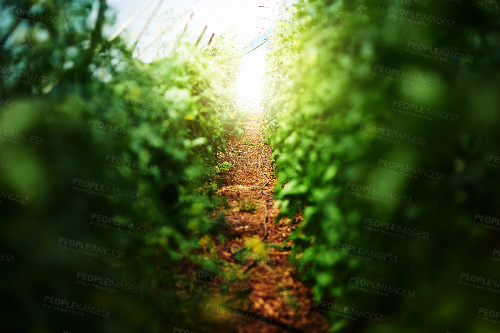 Buy stock photo Cropped shot of bushes and foliage outdoors in nature