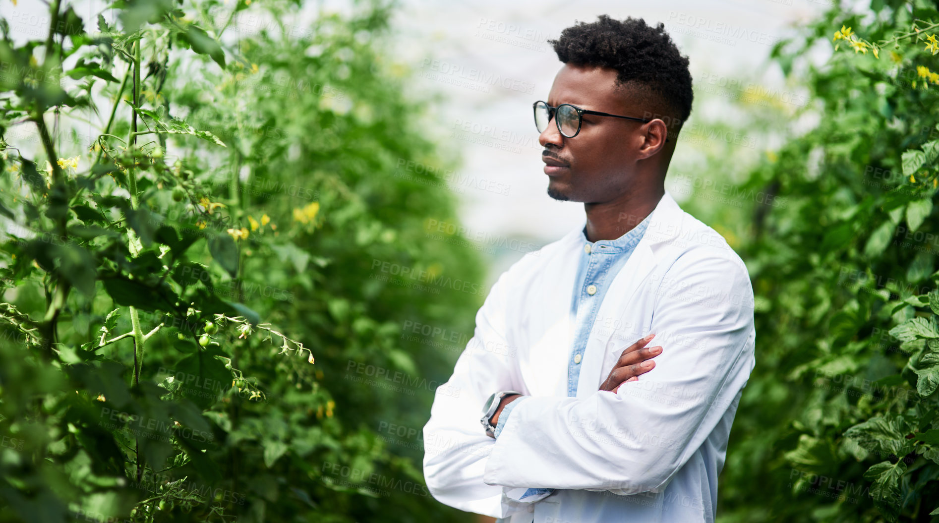 Buy stock photo Scientist, plants and African man with agriculture research, sustainability or carbon capture test. Nature, eco biology and thinking for inspection, growth notes or chemical horticulture discovery