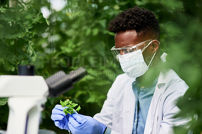 Buy stock photo Shot of a young botanist working and discovering new plant species outdoors in nature