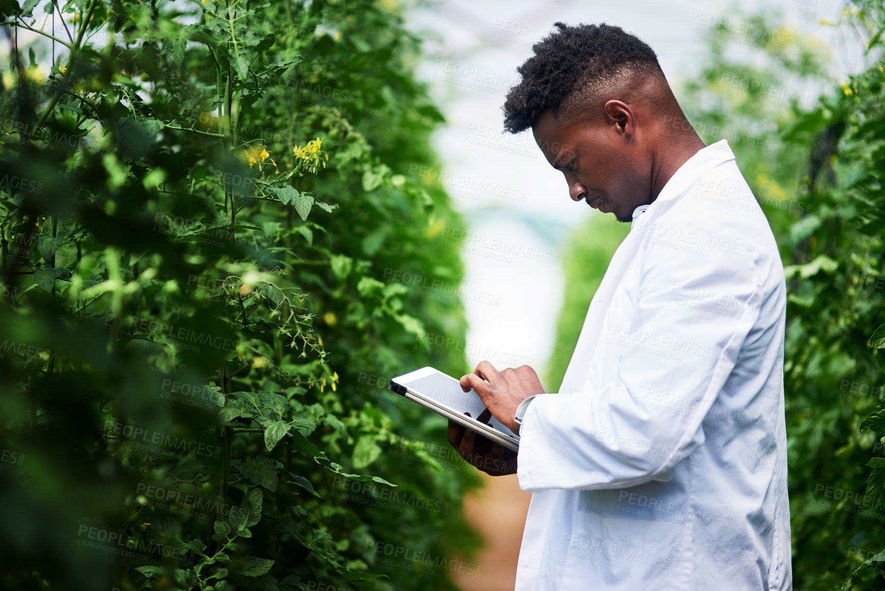 Buy stock photo Shot of a handsome young botanist using a digital tablet while working outdoors in nature