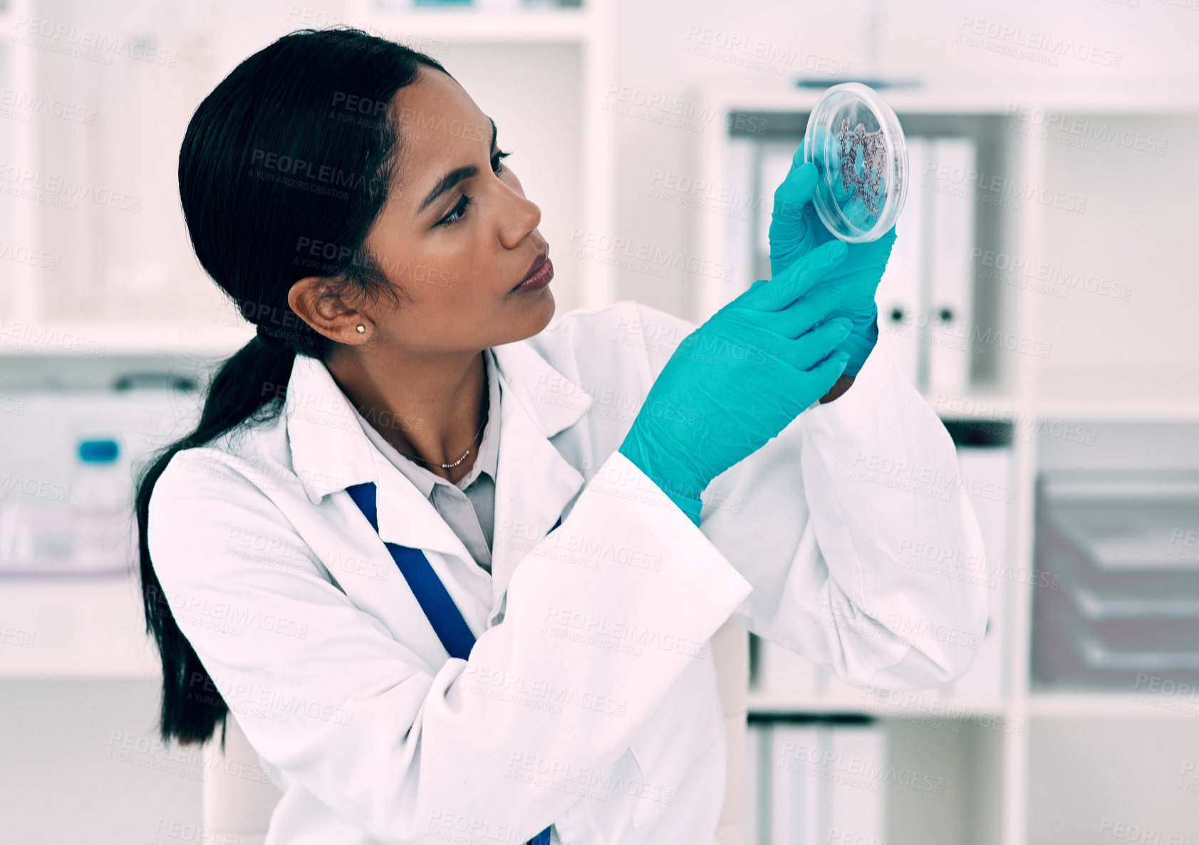 Buy stock photo Cropped shot of an attractive young female scientist  inspecting a petri dish containing a sample while working in a laboratory