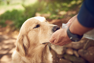 Buy stock photo Cropped shot of an unrecognizable man pouring water for his golden retriever to drink into his hand during a hike