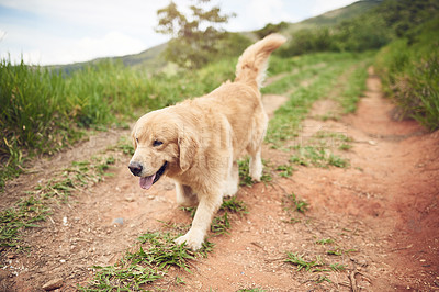 Buy stock photo Full length shot of an adorable golden retriever running along a pathway alone during a hike with his owner