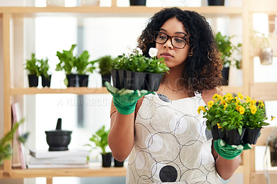 Buy stock photo Cropped shot of an attractive young female botanist comparing two sets of plants while working in her florist