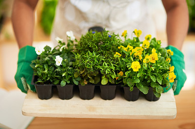 Buy stock photo Cropped shot of an unrecognizable young female botanist working in her florist