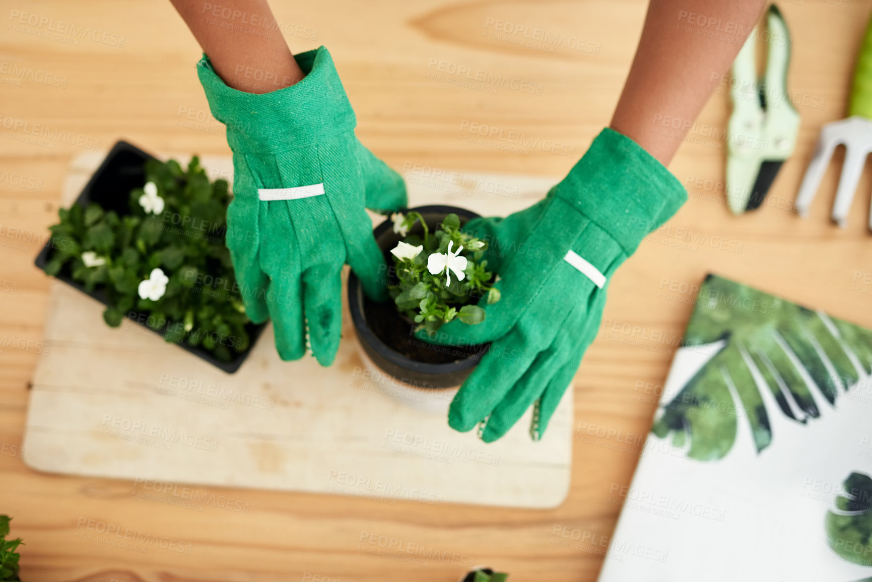 Buy stock photo High angle shot of an unrecognizable young female botanist potting plants while working in her florist