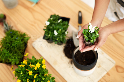 Buy stock photo High angle shot of an unrecognizable young female botanist potting plants while working in her florist