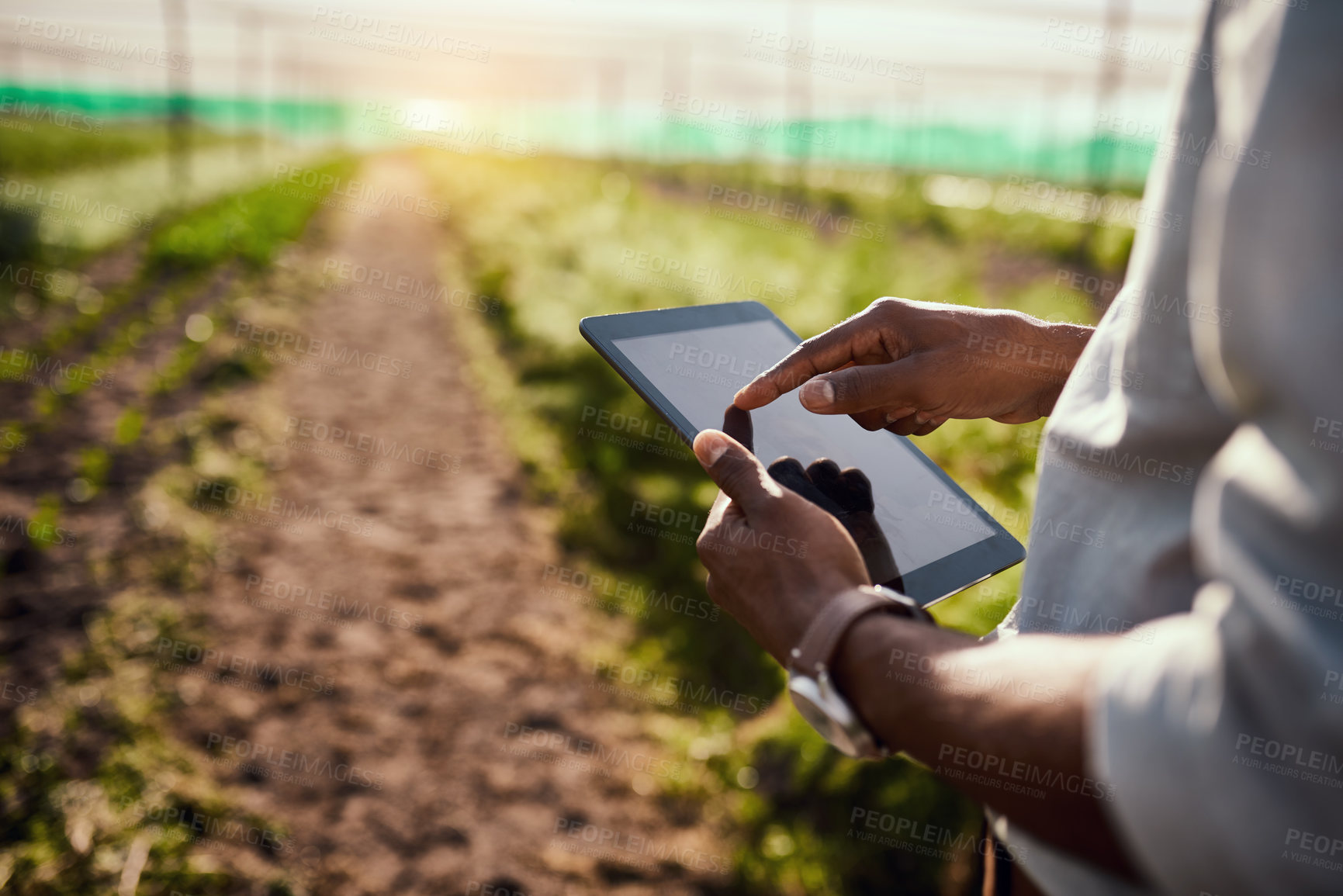 Buy stock photo Cropped shot of an unrecognizable male farmer using a tablet while working on his farm