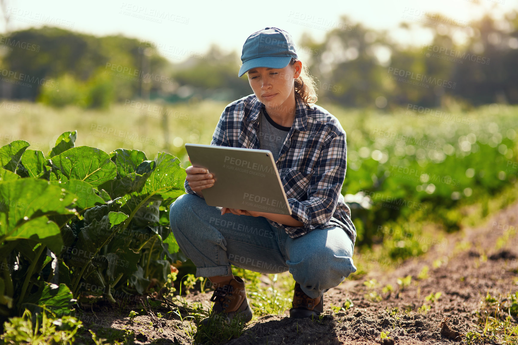Buy stock photo Full length shot of an attractive young female farmer using a tablet while working on her farm