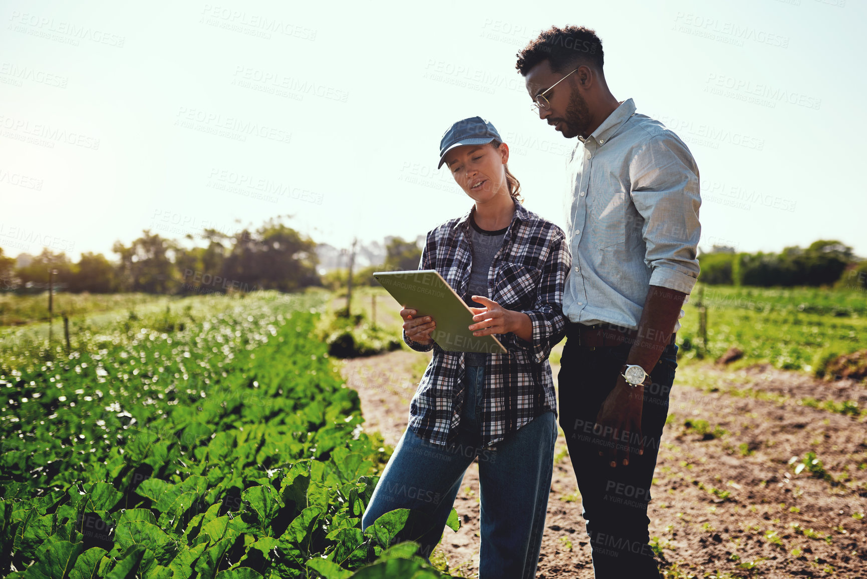 Buy stock photo Cropped shot of two young farmers looking at a tablet while working on their farm