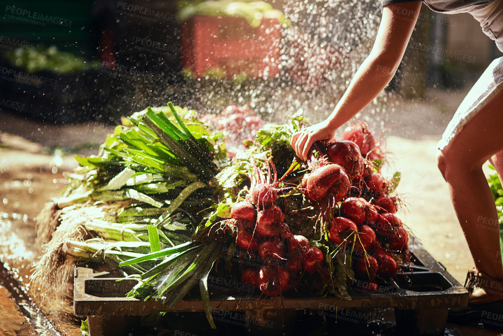 Buy stock photo Cropped shot of an unrecognizable female farmer rinsing off freshly picked  produce at her farm