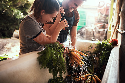 Buy stock photo Shot of a happy young couple cleaning and preparing a bunch of freshly picked carrots at their farm