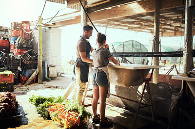 Buy stock photo Full length shot of a happy young couple cleaning and preparing a bunch of freshly picked carrots at their farm