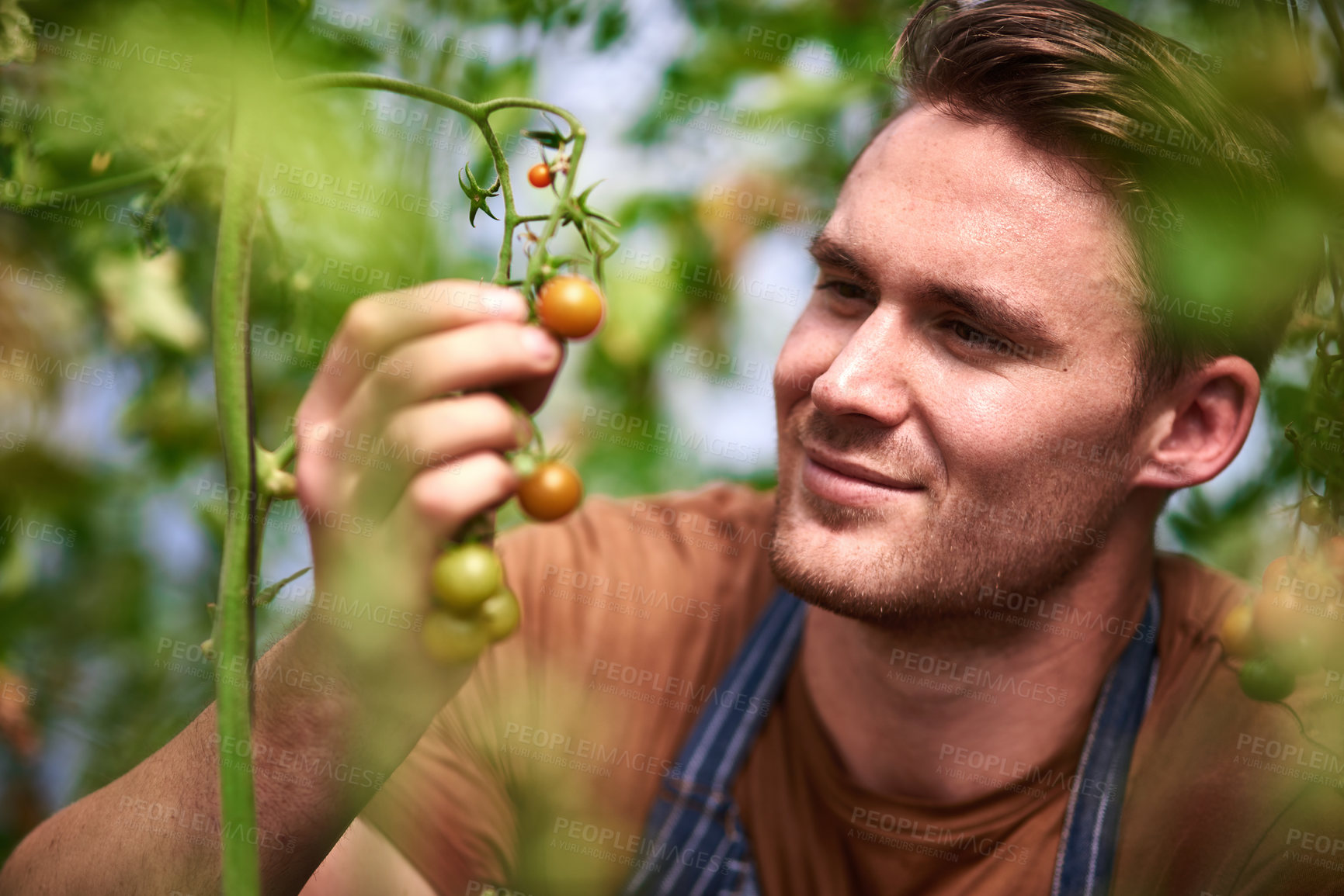 Buy stock photo Shot of a handsome young farmer looking at his growing crop of tomatoes in the fields at his farm