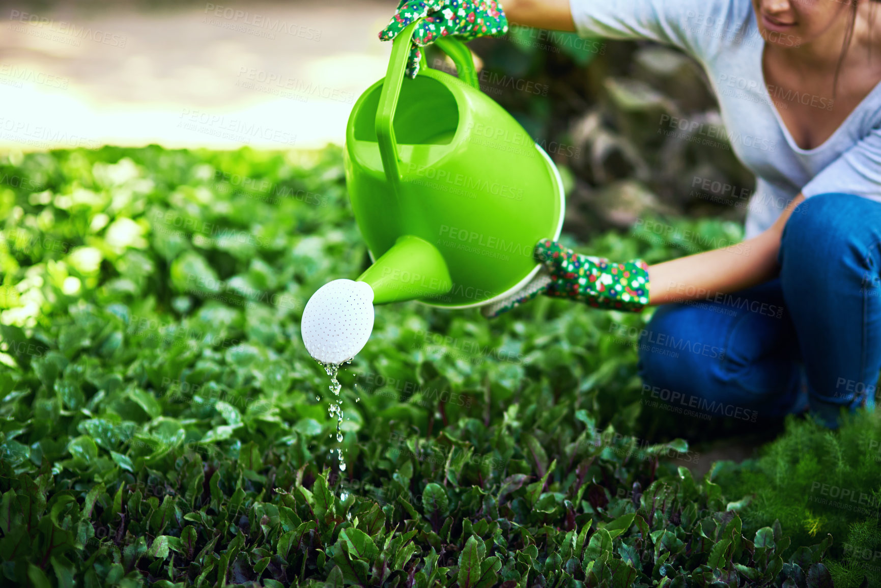 Buy stock photo Cropped shot of an unrecognizable female farmer watering plants and crops at her farm