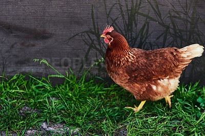 Buy stock photo Rooster, agriculture and animal on grass at farm for livestock, eggs production and sustainability. Bird, chicken and walking on poultry field in countryside for nutrition, ecology and environment