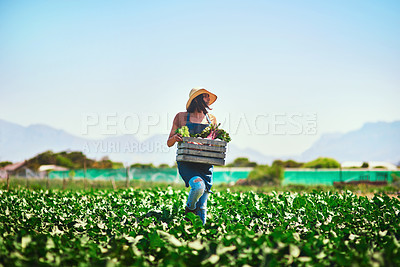 Buy stock photo Full length shot of a young female farmer walking and carrying a crate of freshly picked vegetables at her farm