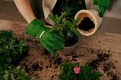Buy stock photo Cropped shot of an unrecognizable florist potting plants inside her store
