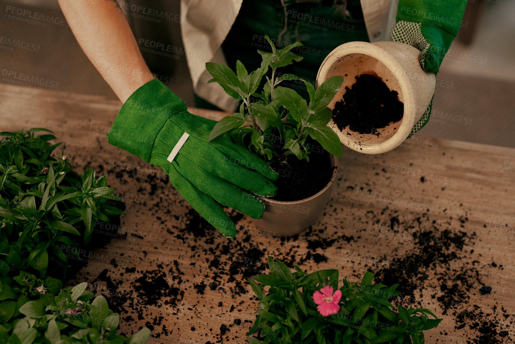 Buy stock photo Flowers, florist and hands with plant in pot for gardening, eco friendly or environmental growth. Person, gardener or small business for green project, sustainability or horticulture store in home