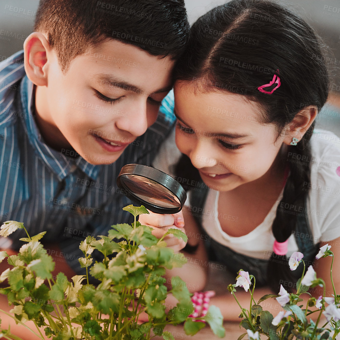 Buy stock photo Cropped shot of two adorable young siblings looking through a magnifying glass while experimenting with plants at home