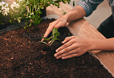 Buy stock photo Seed, hands of farmer man and planting crops in garden or farm. Fresh vegetables or fruits, carbon capture or sustainability and male person with soil agriculture or eco environment planting