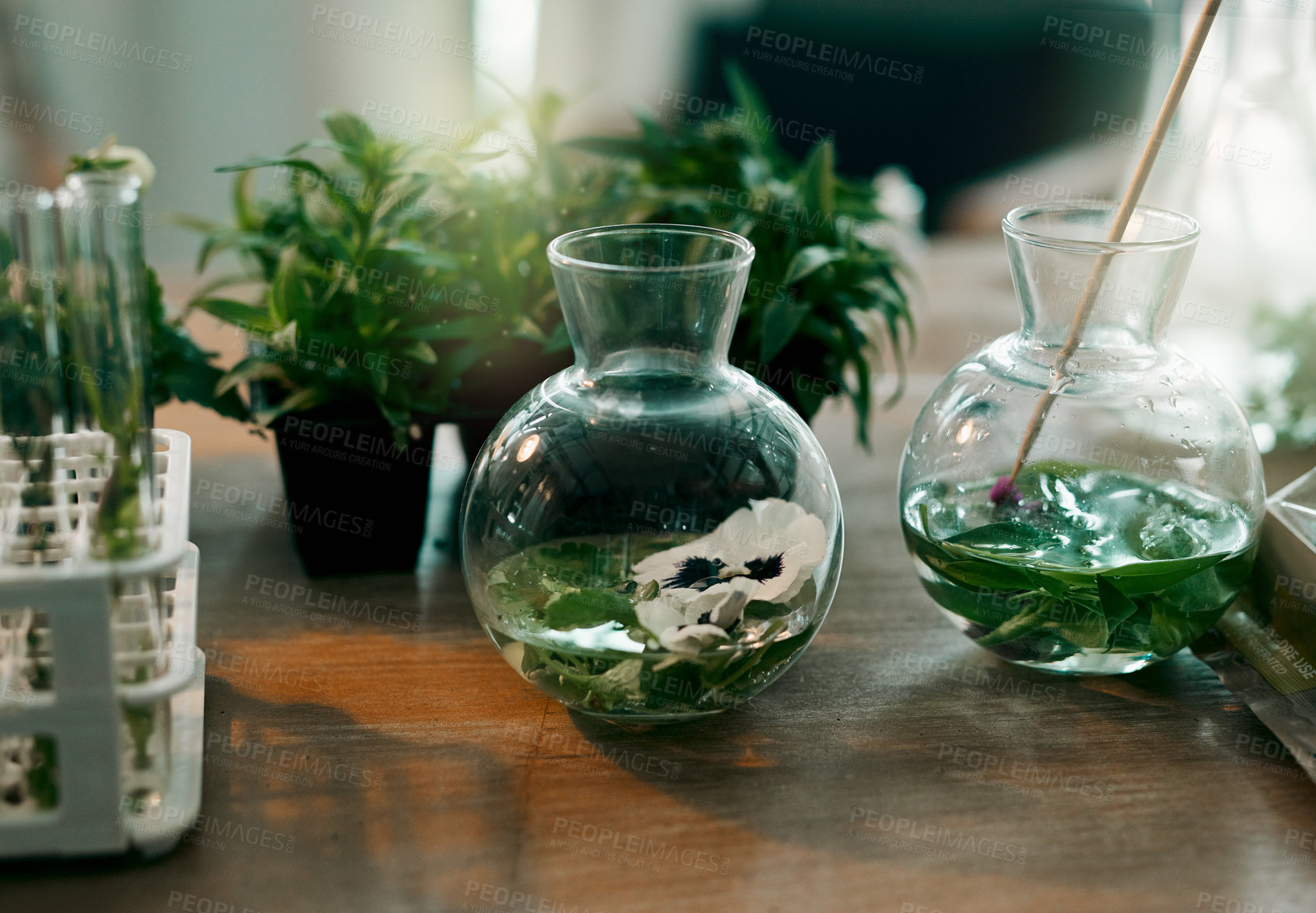 Buy stock photo Still life shot of hydroponic plants in glass jars inside a botanist's office
