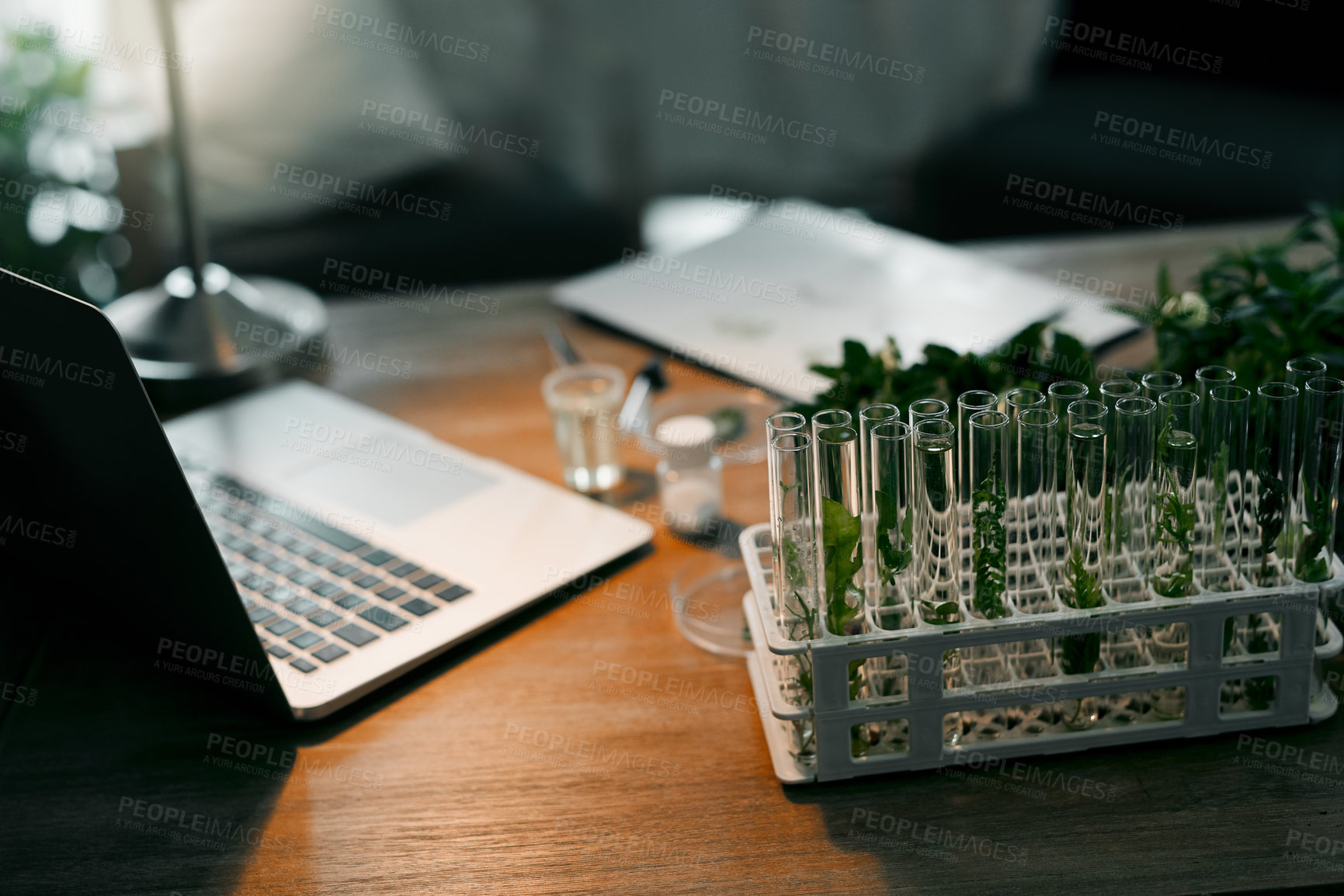 Buy stock photo Plant science, test tubes and office for research, analysis or ecology experiment on laptop or internet. Agriculture, growth or glass vial for leaf, plants or herbs soaked in chemical liquid or water