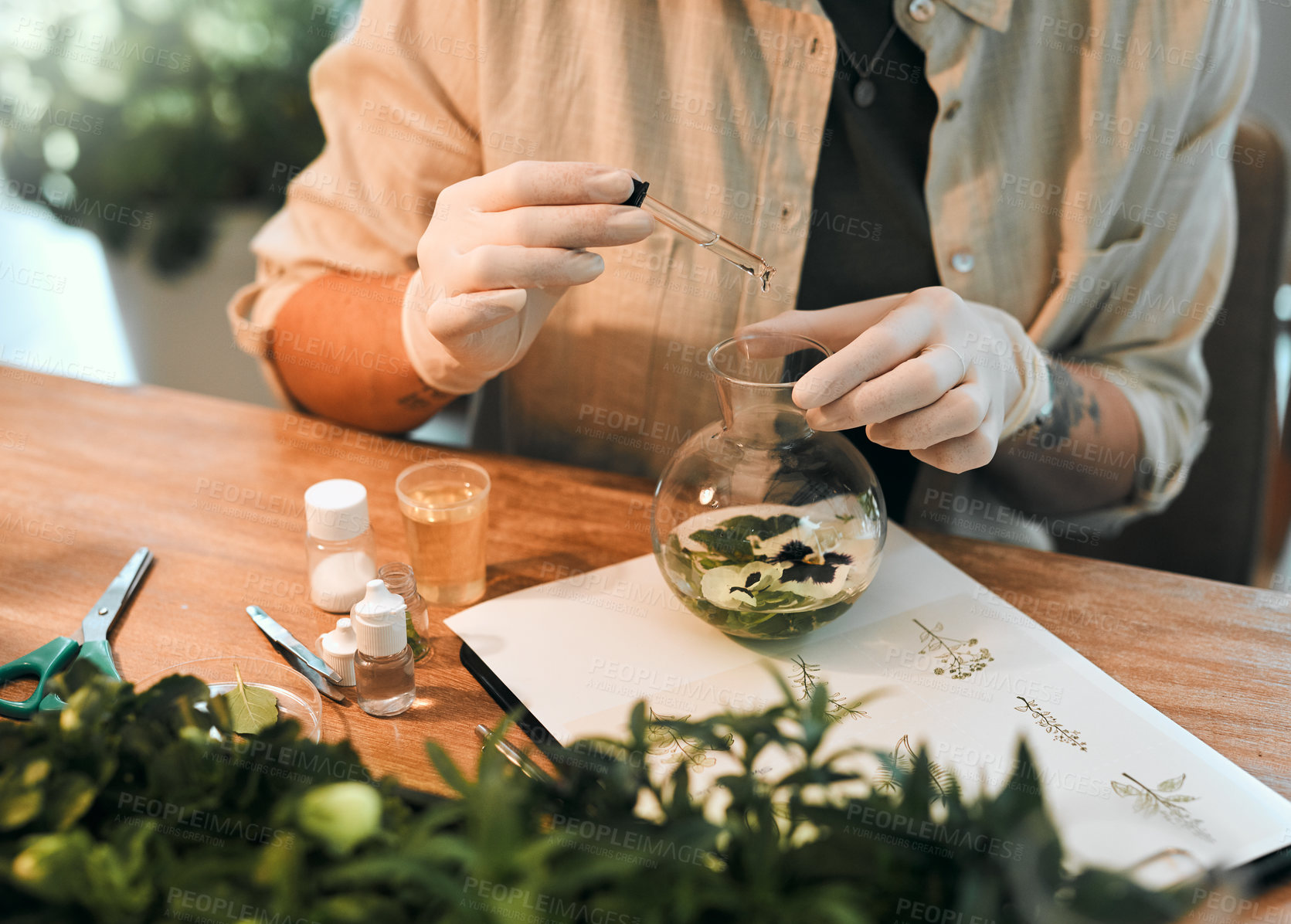 Buy stock photo Person, hands or dropper with plants for research in home, floral analysis or growth check for ecology. Working, table or document for biotech review in house, herbs for sustainability or study