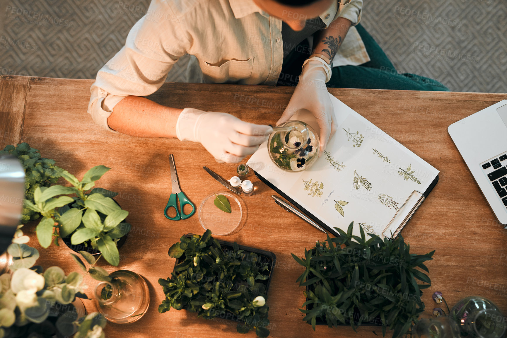 Buy stock photo Person, agriculture and petri dish with herbs for research in home, plant analysis or growth check for ecology. Above, laptop and document for earth day review in house, plants for sustainability