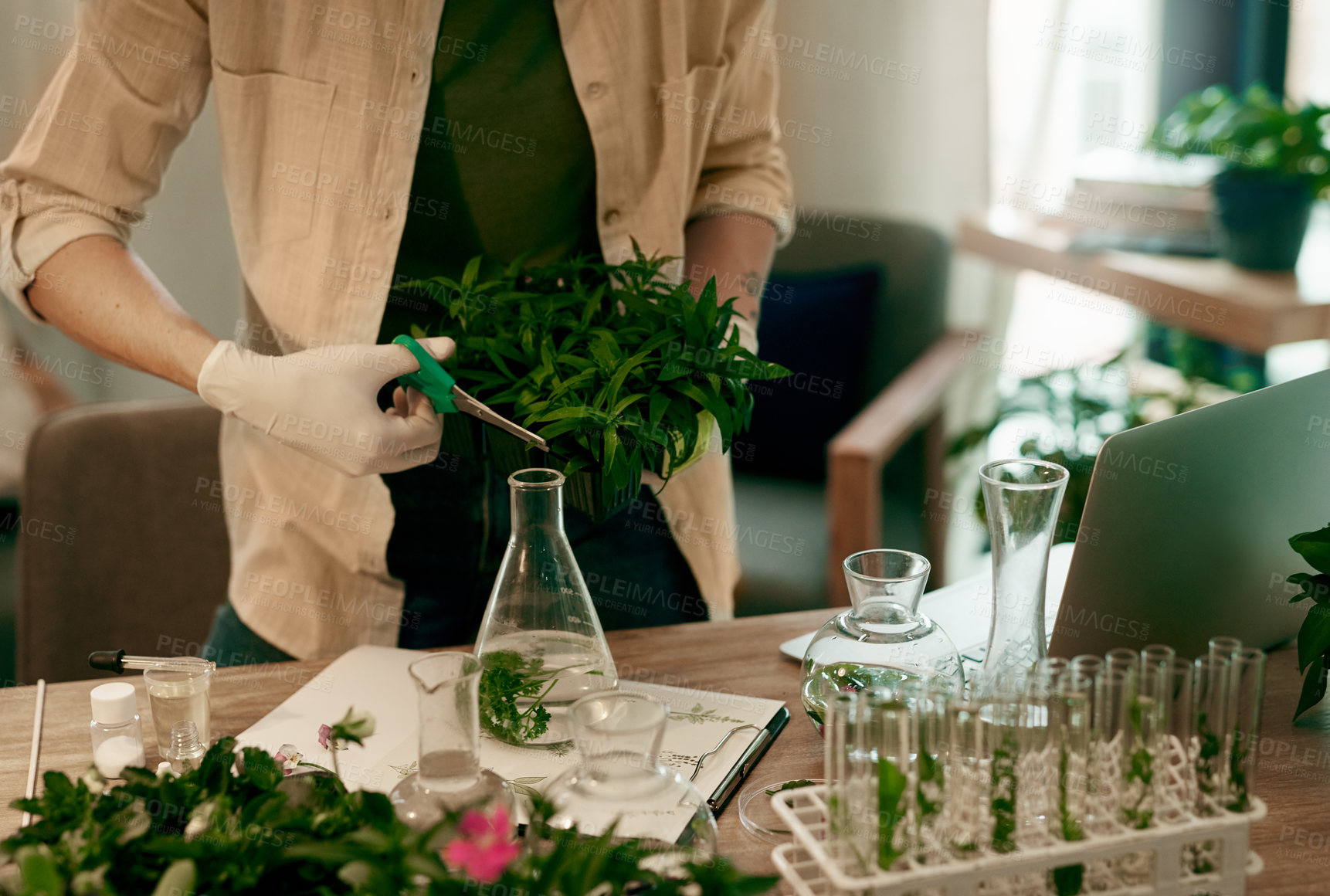 Buy stock photo Cropped shot of an unrecognizable botanist trimming the leaves of a plant while working inside her office