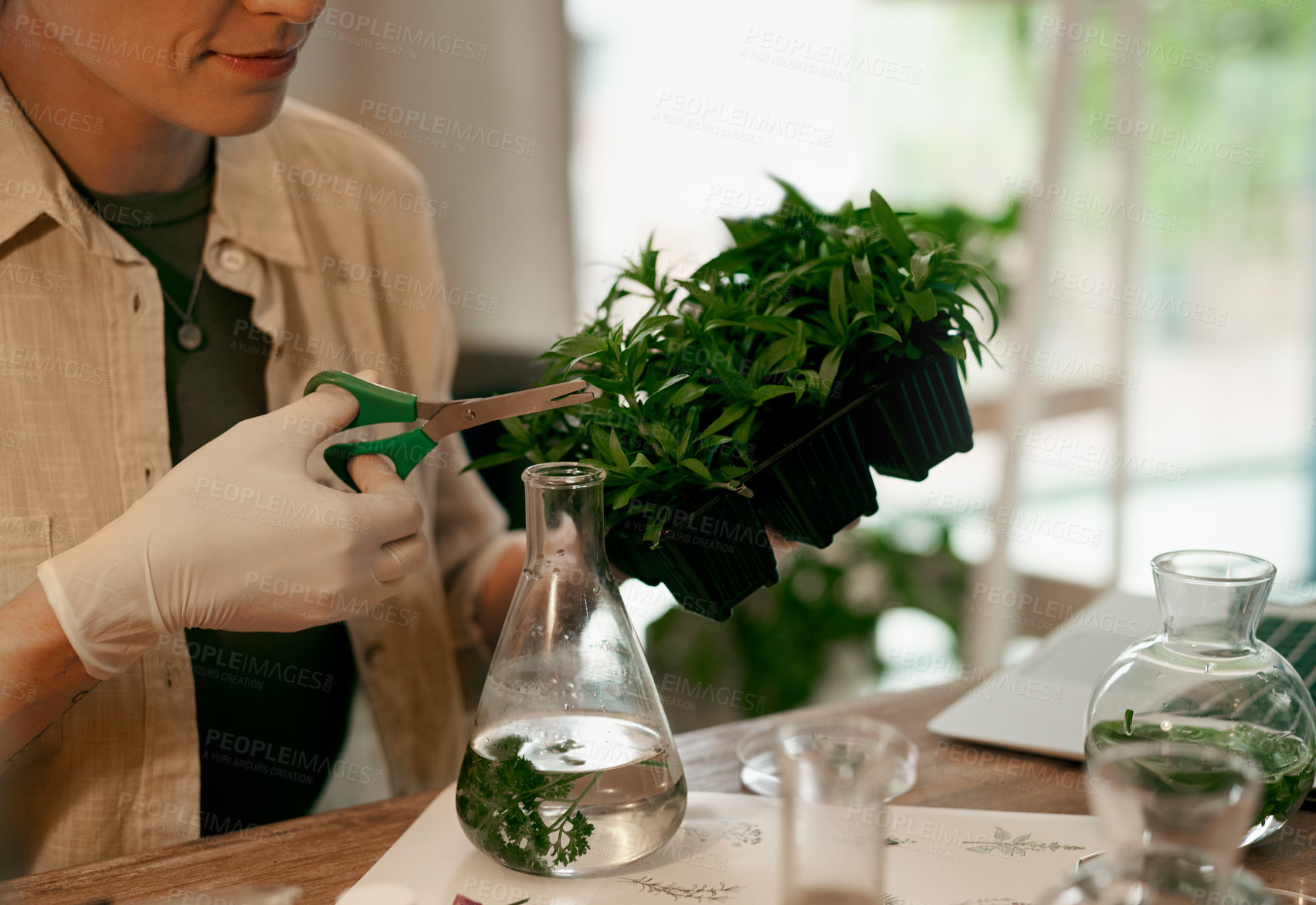 Buy stock photo Hands, woman and cutting with plants in home for hydroponic experiment, research and botanical study. Person, gloves and nutrient solution in greenhouse lab for agriculture, growth and observation.