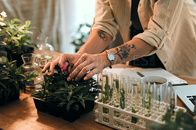 Buy stock photo Cropped shot of an unrecognizable botanists studying and experimenting with flowers in her office