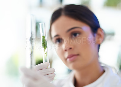 Buy stock photo Scientist, woman and plant in test tube for research, innovation or botany in medical laboratory. Science professional, glass and experiment with leaf for ecology, sustainability and eco friendly gmo