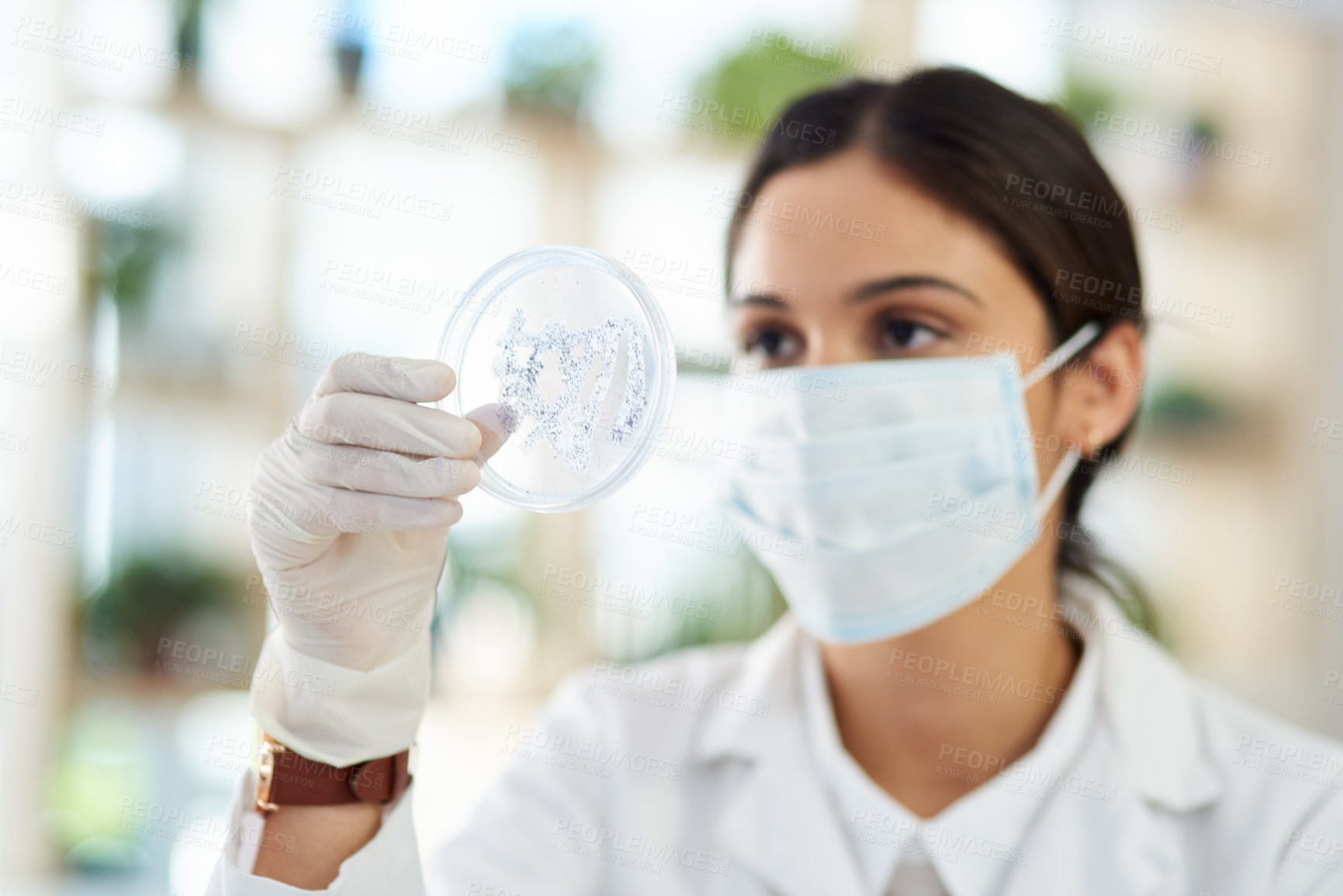 Buy stock photo Scientist, petri dish and sample for research in lab from testing, analysis and development. Medical, woman and specialist with gloves or mask for safety, expert and technician for microbiology