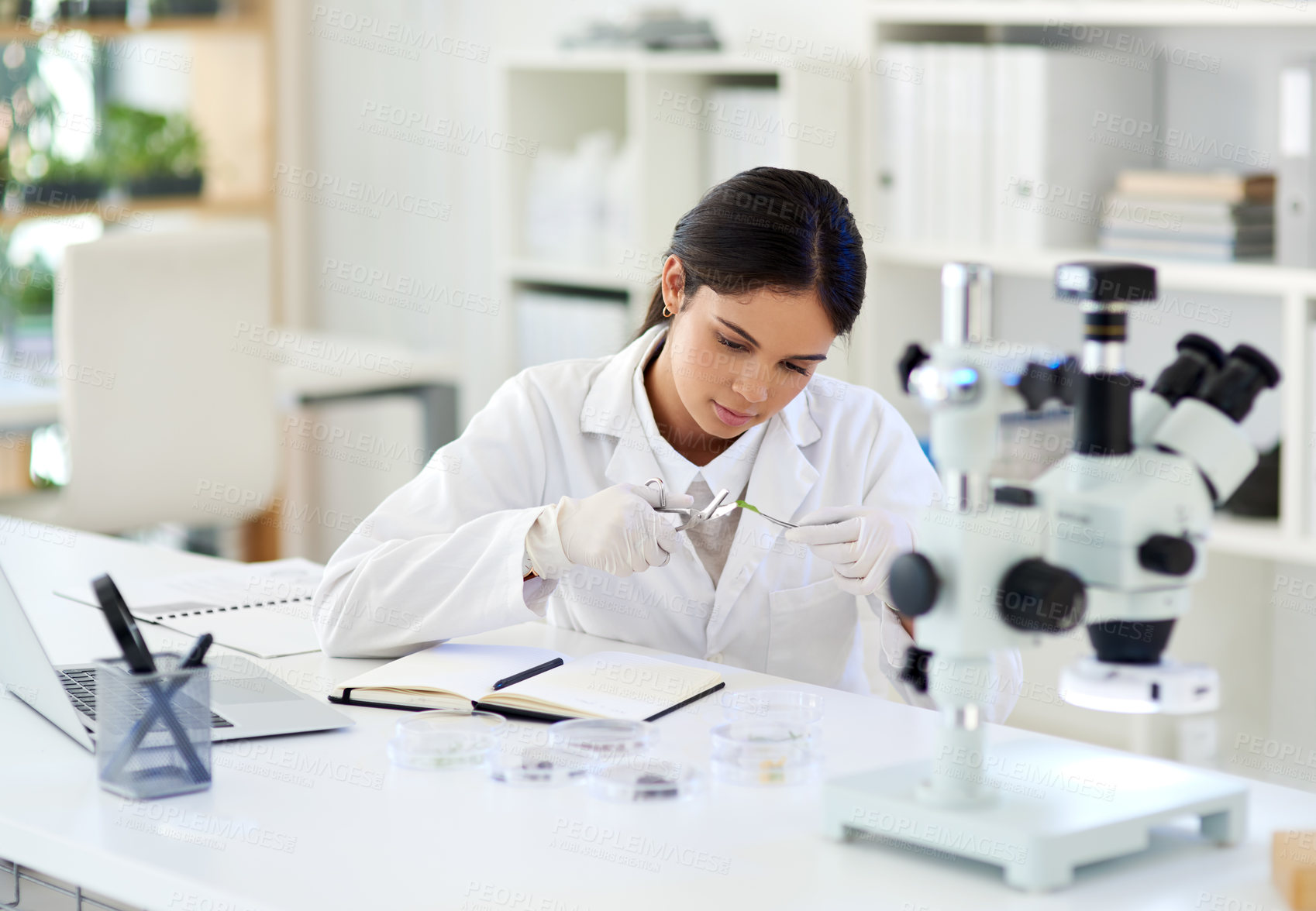 Buy stock photo Science, woman and plant in lab for biotechnology with scissor for sample analysis, medical experiment or medicine study. Agronomist, scientist and tools for leaf inspection or sustainable healthcare