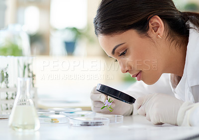 Buy stock photo Magnifying glass, woman and plant for science research or botany, ecology and green energy for agriculture or growth. Scientist and innovation with natural herbs for biotechnology and sustainability.