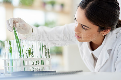 Buy stock photo Scientist, woman and leaf in test tube for research, innovation or botany in medical laboratory. Science professional, glass and experiment with plant for ecology, natural and organic gmo for growth
