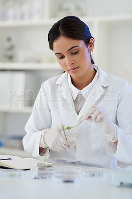 Buy stock photo Scientist, woman and cut plant for research, innovation or botany in medical lab with scissors. Science professional, ecology and experiment with leaf for sustainability, natural or eco friendly gmo