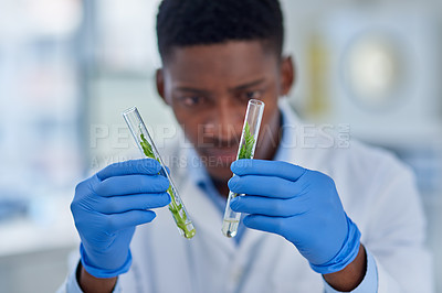 Buy stock photo Black man, scientist and plants in test tube for research, biology and sample in glass container. Gloves, doctor and person in lab for herbal pharma, food security and agriculture for biodiversity