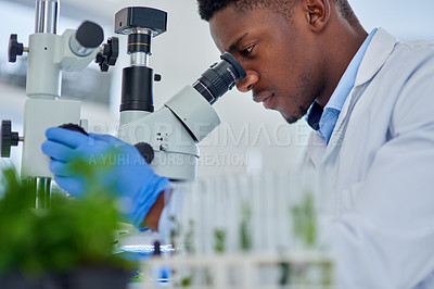 Buy stock photo Black man, scientist and microscope for testing, biology and study plant results or solution. Lens, doctor and person for experiment in lab for herbal pharma, engineering and research on agriculture