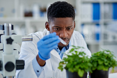Buy stock photo Black man, scientist and growth or water plants for research, liquid and solution in container. Fluid, doctor and medical for biodiversity in lab or herbal pharma, dropper and process for experiment