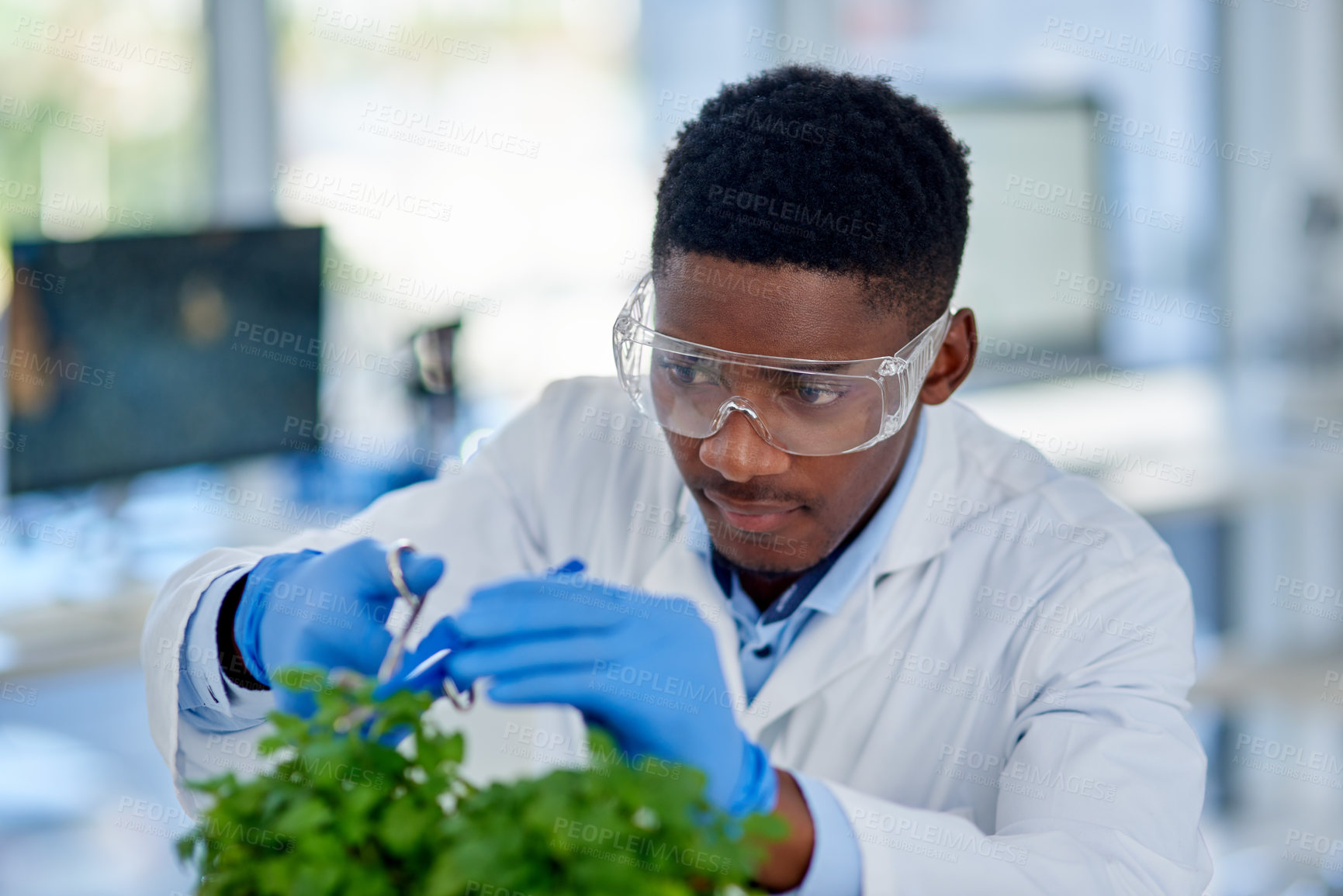 Buy stock photo Cropped shot of a focused young male scientist wearing protective gloves and trimming a plant with scissors inside of a laboratory