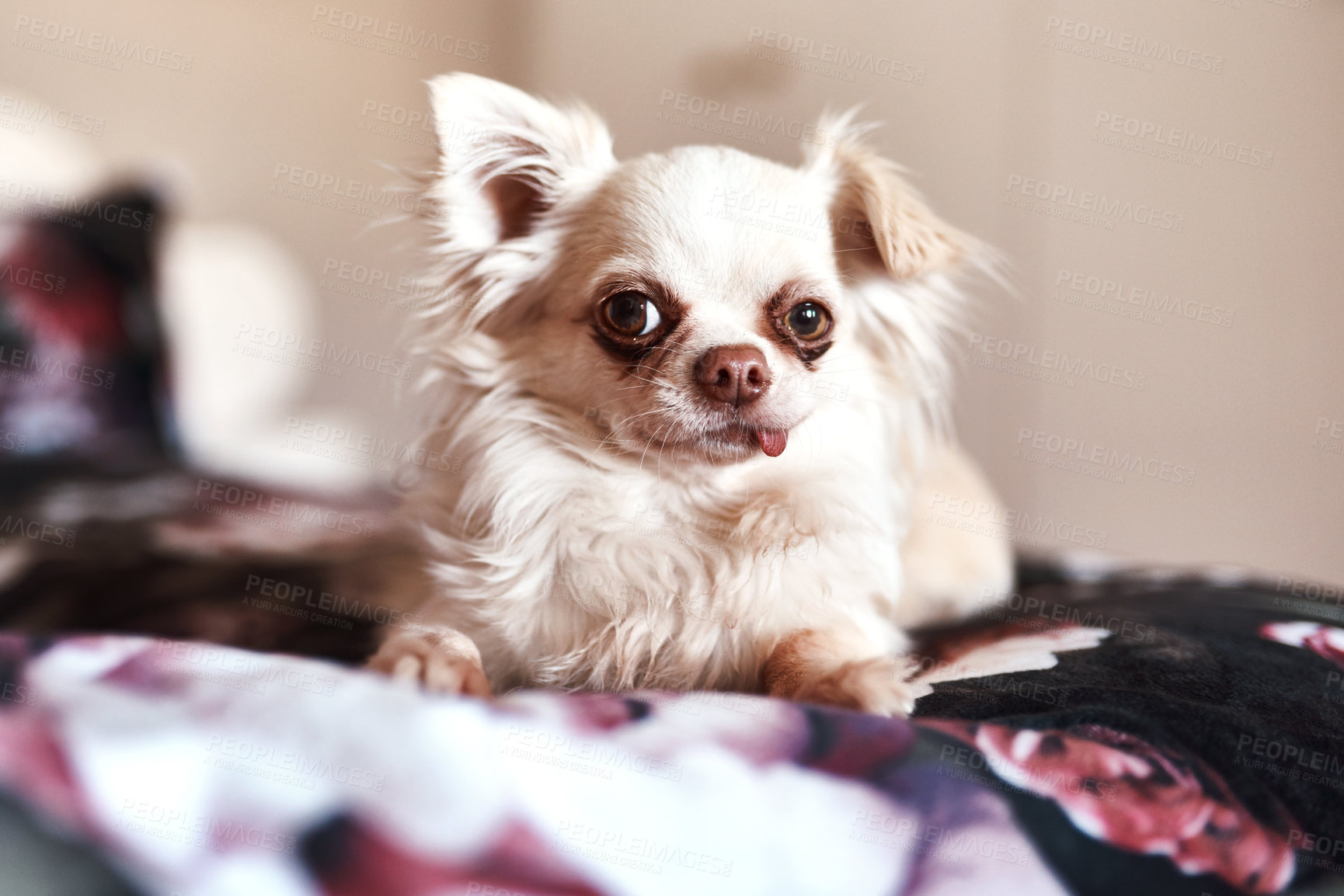 Buy stock photo Shot of an adorable dog sitting on the bed
