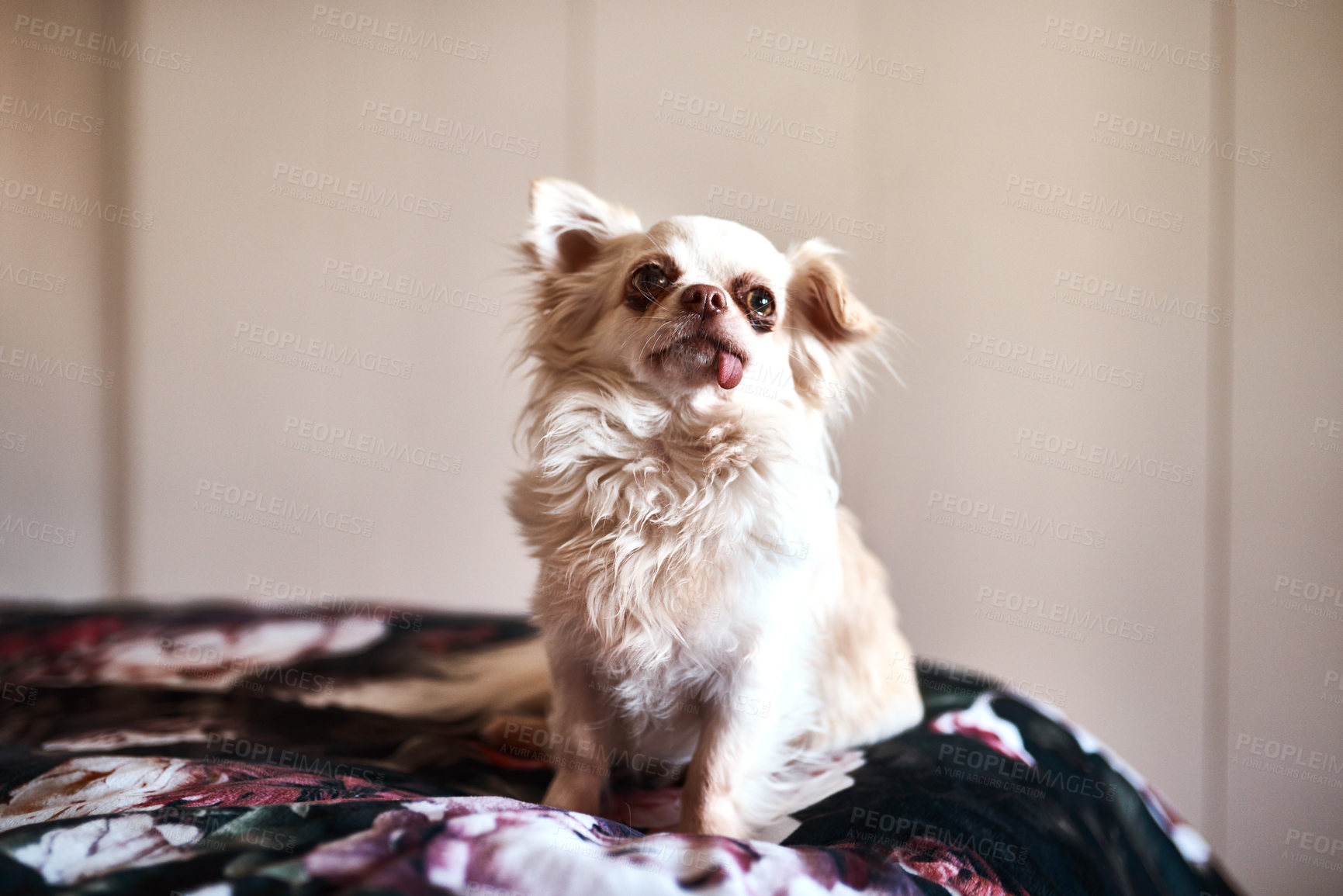 Buy stock photo Shot of an adorable dog sitting on the bed
