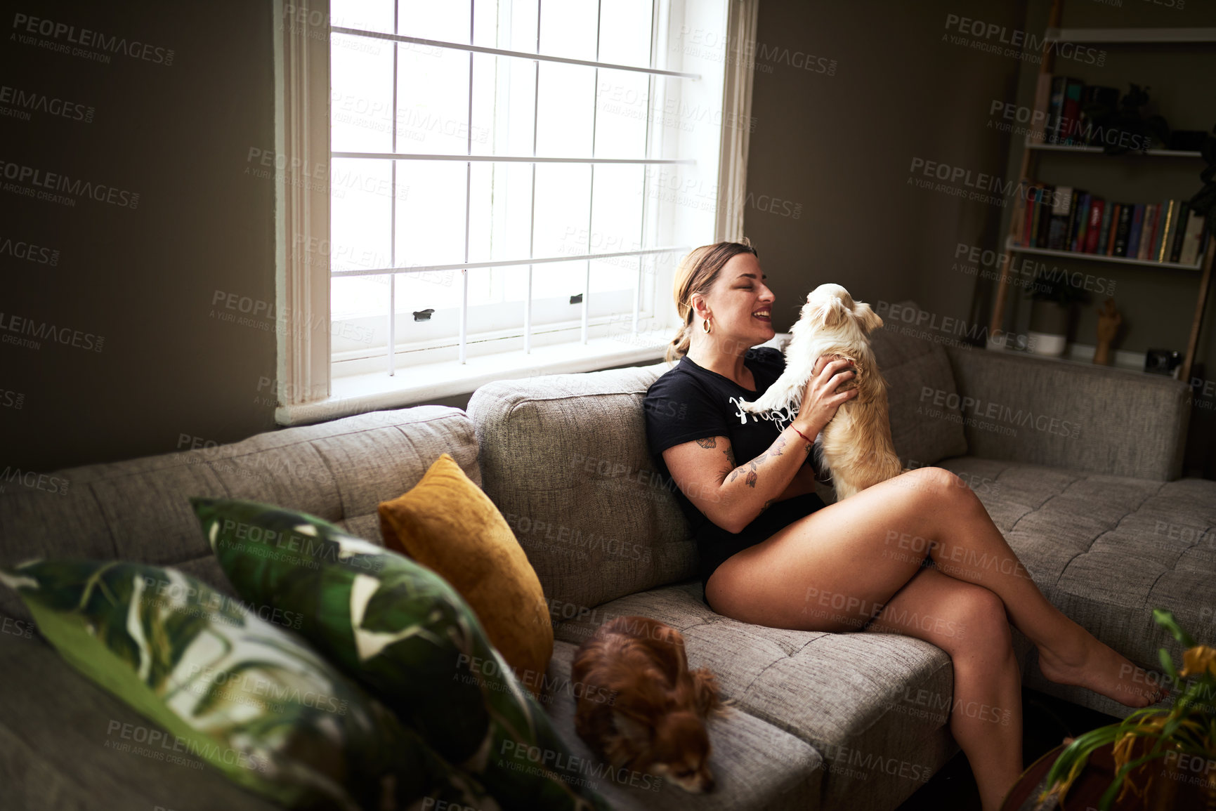 Buy stock photo Cropped shot of an attractive young woman playing with her dog while sitting on her couch at home