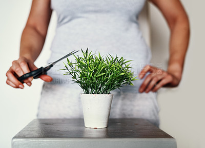 Buy stock photo Cropped shot of an unrecognizable woman using a pair of scissors to trim a pot plant at home